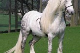 تصاویر/ زیباترین نژادهای اسب از سراسر جهان