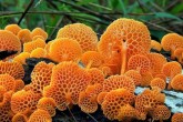 تصاویر/ تنوع قارچ های زیبا در جهان