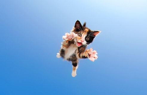 تصاویر/ لحظات جالب از گربه های در حال پریدن