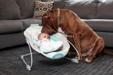 تصاویر/ سگی که مراقبت از یک کودک را به عهده دارد