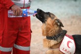تصاوير/ مانور سگ های امداد و نجات هلال احمر‎
