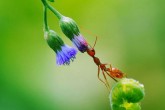 تصاویر/ با زندگی مورچه ها از نزدیک آشنا شوید