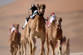 تصاویر/ مسابقۀ شترسواری ربات‌ها در امارات  <img src="/images/picture_icon.gif" width="16" height="13" border="0" align="top">