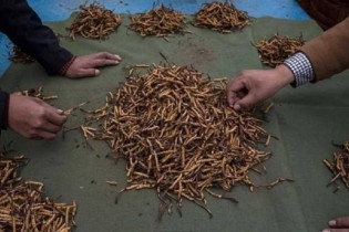 استقبال مردم چین برای خوردن کرم اشتها آور