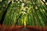 تصاویر/ جنگل زیبای بامبو در ژاپن
