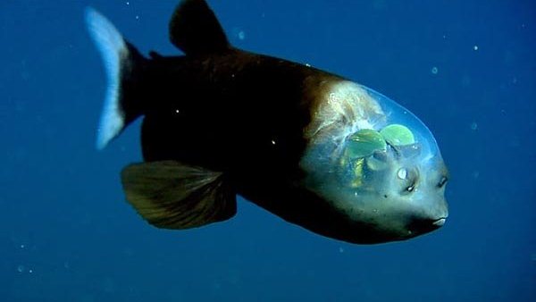 ماهی شفاف شیشه‌سر که نخستین عکس از آن در سال 2004 به ثبت رسید.