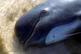 تصاویر / بزرگترین خودکشی جمعی نهنگ‌ها