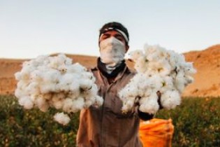مرگ تدریجی صنعت پنبه