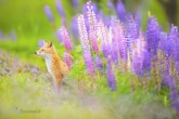 تصاویر / مسابقه عکاسی نشنال‌جئوگرافی  <img src="/images/picture_icon.gif" width="16" height="13" border="0" align="top">