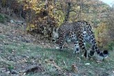 به دام افتادن یک پلنگ ایرانی به جای گراز در تله کشاورزان ساروی  <img src="/images/video_icon.gif" width="16" height="13" border="0" align="top">
