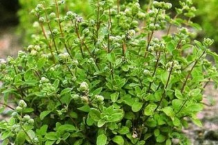 با آنتی بیوتیک های گیاهی آشنا شوید