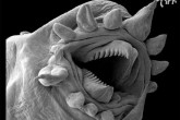 تصاویر/ جلوه های شگفت آور از اجسام زیر میکروسکوپ