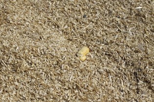 احتمال شیوع بیماری لکه نواری باکتریایی گندم در کشور