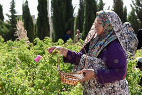 آیین گل غلتان نوزادان در امیریه دامغان