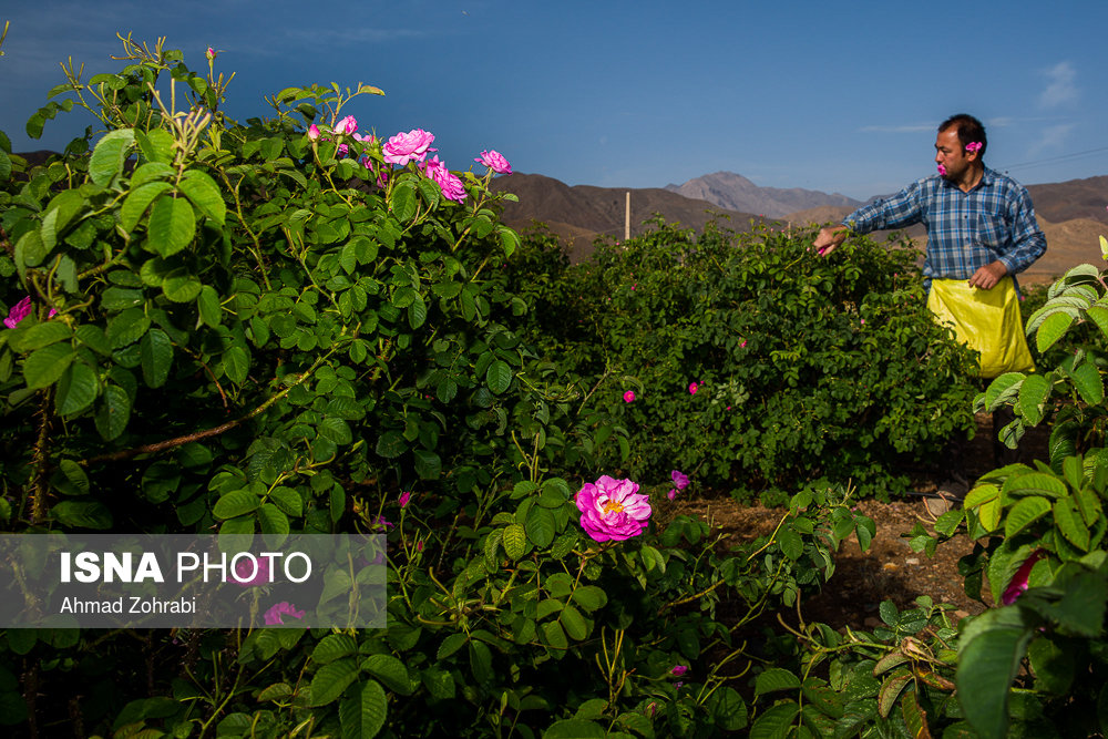 برداشت گل محمدی و گلاب گیری در قمصر کاشان