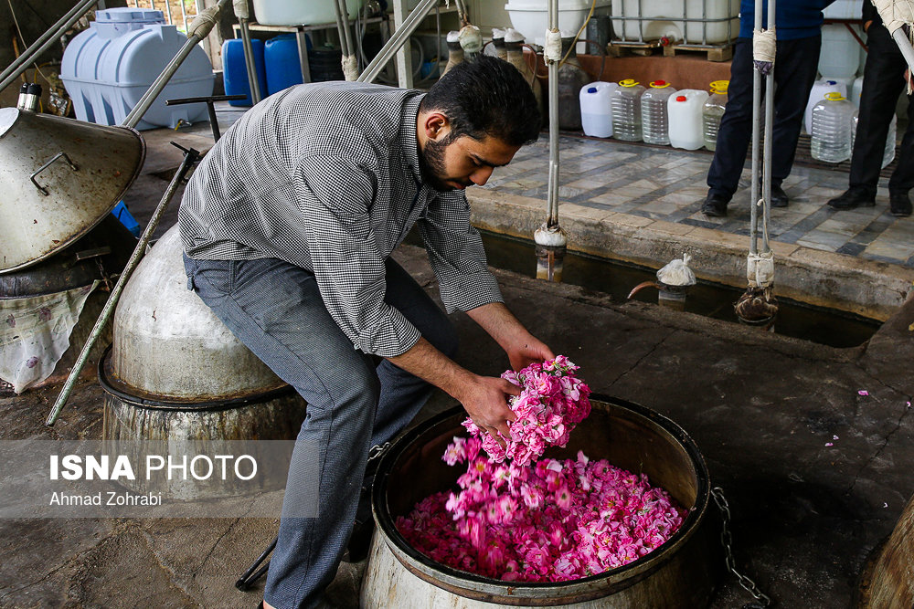 برداشت گل محمدی و گلاب گیری در قمصر کاشان