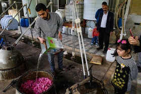 برداشت گل محمدی و گلاب گیری در قمصر کاشان