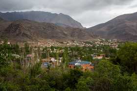 برداشت گل محمدی و گلاب گیری در قمصر کاشان