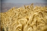 پول گندمکاران تا دو ماه دیگر تسویه می شود