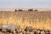کاهش هزینه‌ها در کشاورزی؛ دستاورد ۵ ساله دولت تدبیر و امید