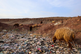 گوسفندان از زباله‌های رها شده در مسیر عبوری خود تغذیه می‌کنند.