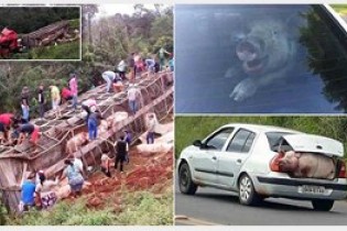 دزدیدن خوک ها در برزیل