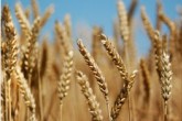 گندم در صدر وارداتی ها