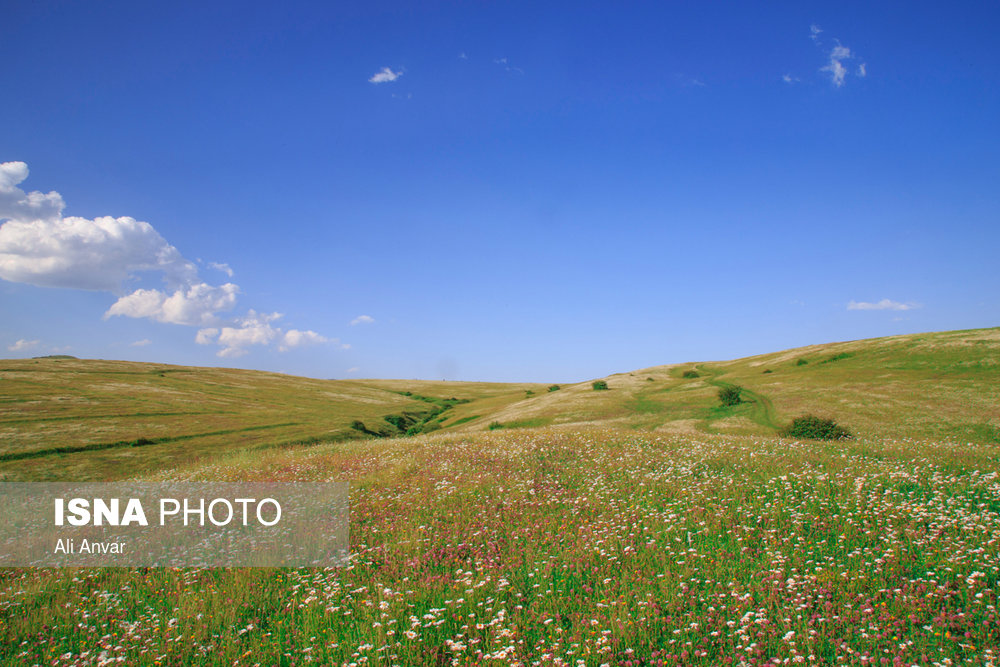 ایران زیباست؛ دشت گل های بابونه فندقلو - اردبیل