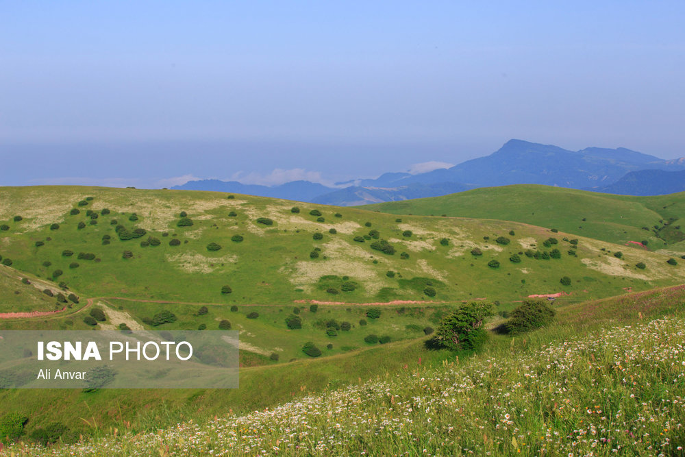 ایران زیباست؛ دشت گل های بابونه فندقلو - اردبیل