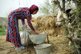 فاطمه در حال رسیدگی به احشام، او برای انجام این کار روزانه پنج هزار تومان حقوق دریافت میکند.