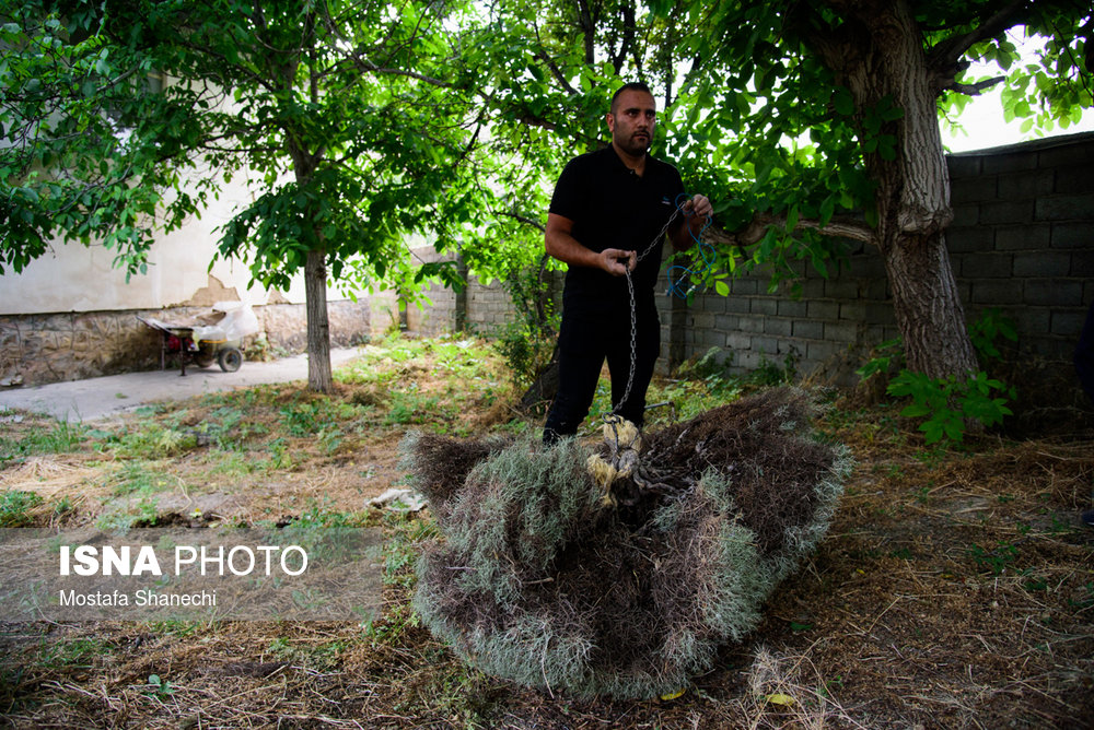 آيين سنتي نورگون در روستای نوا مازندران