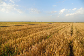 سنبله شدن گندم (گندمی که دارای قد یک وجب است سنبله نامیده می‌شود) مسئله ذخیره سازی رطوبت در زمین بسیار حائز اهمیت است. در این راستا زمین یک سال کشت و یکسال استراحت داده می شود( آیش زمین) و در پاییز سالی که آیش صورت می‌گیرد.