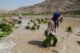 کشت برنج در باغملک - خوزستان