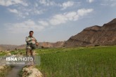 تصاویر / کشت برنج در خوزستان...! تصاویر / کشت برنج در خوزستان...!