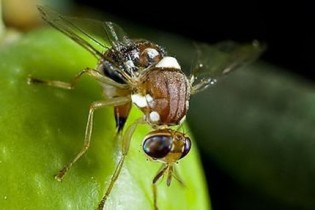 هجوم مگس‌های مدیترانه‌ای به باغات انار میبد