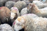 فعالیت۱۸۰۰جایگاه عرضه وذبح دام درکشور/هشدار درباره کشتار غیرمجاز