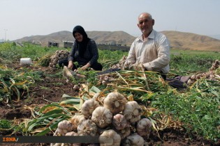 دلالانی که سیر درو می‌کنند