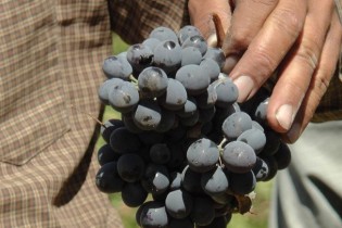 انگور سیاه را به جیب می‌زنند!