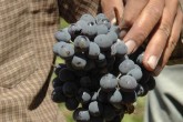 انگور سیاه را به جیب می‌زنند!