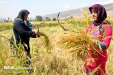 توقف کشت برنج در استان های غیرشمالی طی سه تا پنج سال آینده