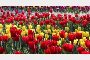 تمام محصولات باغبانى را وارد بورس می کنیم/راه اندازی بورس گل