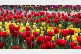 تمام محصولات باغبانى را وارد بورس می کنیم/راه اندازی بورس گل
