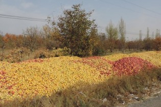 جاده‌ها امسال هم انبار سیب می‌شود؟
