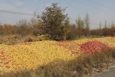 جاده‌ها امسال هم انبار سیب می‌شود؟