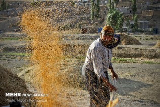 تصمیم گیری درباره قیمت گندم به هفته آینده موکول شد