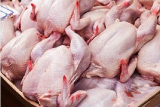 مرغ ارزان شد؛نرخ 9500 تومان