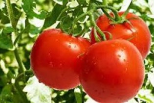 صادرات گوجه گلخانه ای ممنوع نبود