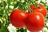 صادرات گوجه گلخانه ای ممنوع نبود