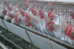 تعطیلی 5200 مرغداری کشور در 4 سال