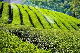 مطالبات چایکاران تسویه شد/رشد ۴ درصدی تولید برگ سبز